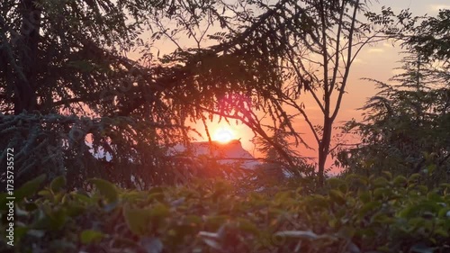 Sunset color grading variations through trees and bushes