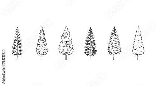 Vector art of coniferous trees line art