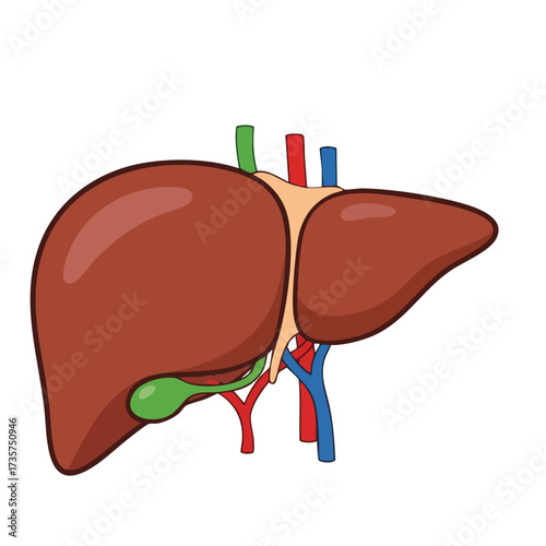 Cartoon Liver Illustration with Gallbladder and Vascular System Anatomy