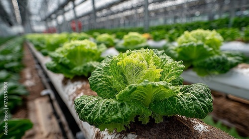 NFT Hydroponic System with Rows of Vegetable in Large-Scale Greenhouse