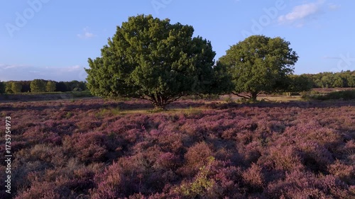 Aerial view of vibrant purple moorland and woodland in summer