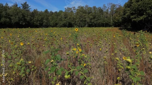 Scenic drone footage of blooming sunflower plants in rural Holland