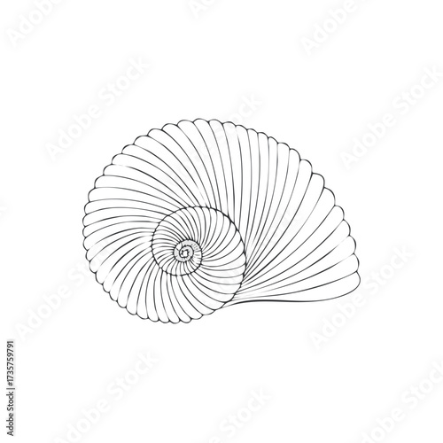 Elegant Seashell Illustration: Graphic Black and White Line Art of Spiral Shell