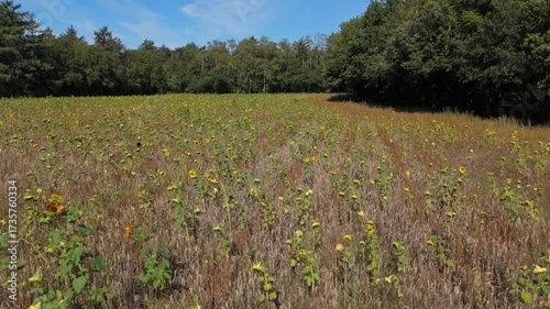 Aerial view of golden sunflower field under summer sky