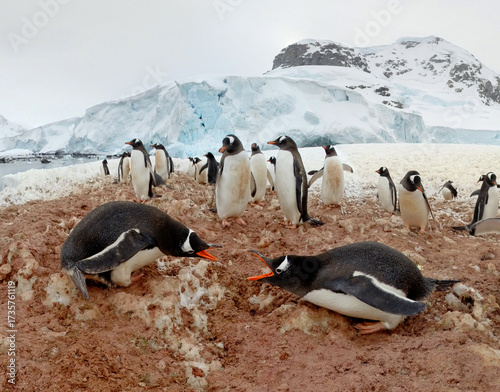 View of Gentoo penguins gather on the reddish-brown rocky terrain against a backdrop of glacial ice, a stark contrast of color and texture, Antarctica, Antarctica.