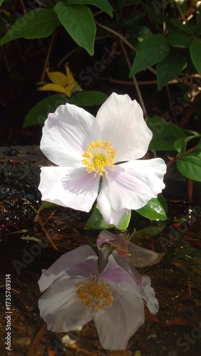 Captivating beauty of a blooming poppy flower reflecting gracefully in the water