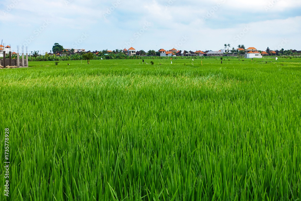 Obraz premium Various Bali Nature