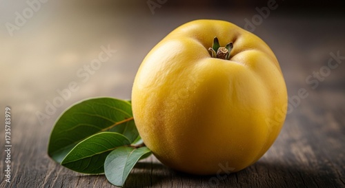 A Single Golden, Aromatic Quince Fruit with Green Leaves
