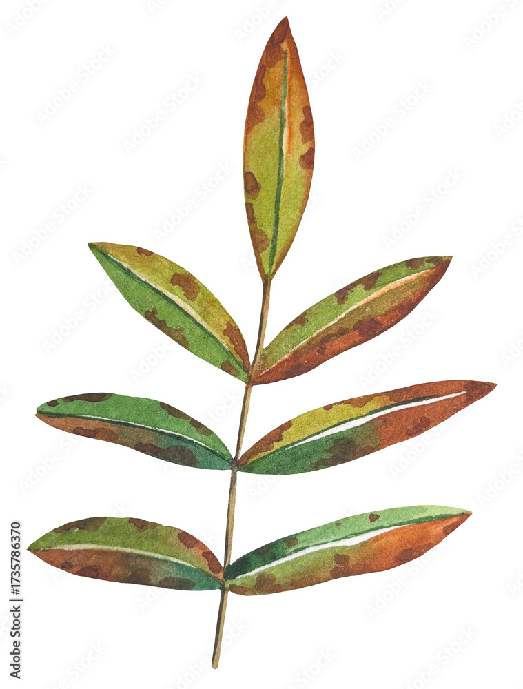 Naklejka premium Hand drawn autumn rowan leaf in green and brown tones. Watercolor illustration.