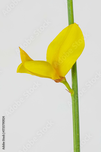Cytisus scoparius. Branch with yellow flowers of black broom or european broom