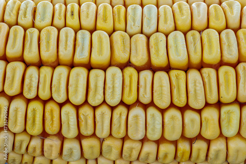 Detail of corn kernels on the cob..