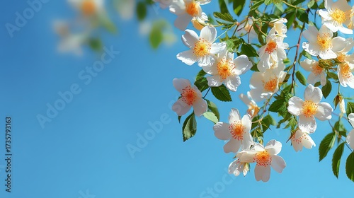 Delicate White Flowers Against A Blue Sky