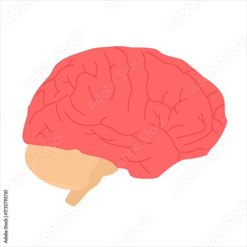Human brain anatomy illustration, suitable for medical visuals or psychology education, flat art design style.
