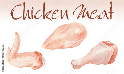 Chicken meat parts vector illustration isolated
