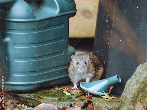 An unwanted rat in a household garden