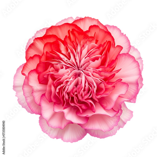 Vibrant pink and red carnation flower isolated on black background