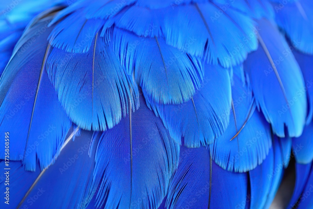 Obraz premium Close up of vibrant blue feathers of a macaw parrot in the wild