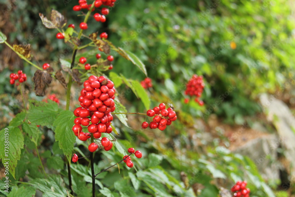 Obraz premium The Bright Red Berries of a Garden Fruit Bush.