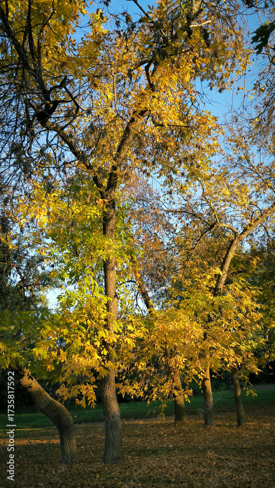 Fototapeta premium autumn in the Novi Sad