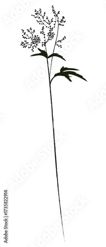 A plant of meadows and fields. A sketch of grass with a black outline and a simple design.