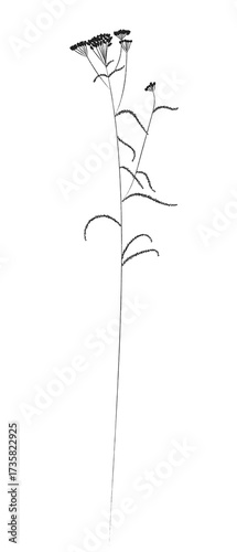 A plant of meadows and fields. A sketch of grass with a black outline and a simple design.