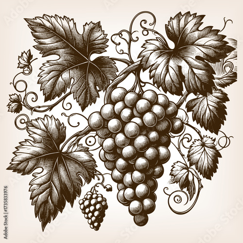 bunch of grapes with leaves and vine, symbolizing wine, harvest, fruit, and traditional botanical art sketch engraving generative ai vector illustration. Scratch board imitation. Black and white image