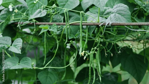 Cowpea. field peas black eyed peas. Long green beans. legumes plant farming harvesting agriculture bean in the garden.