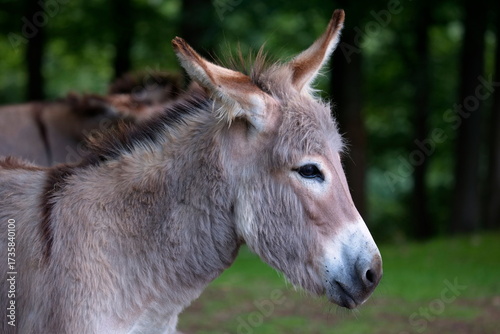 Portrait von einem Esel