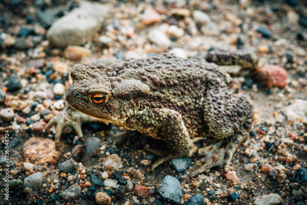 Obraz premium Common toad close-up sitting on the road