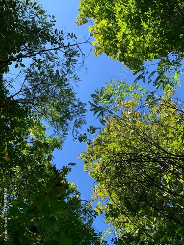Look up through green treetops to the clear blue sky above. A vertical, immersive nature scene with vibrant foliage and open sky overhead.