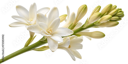Tuberose flowers blooming on a stem, white and green.