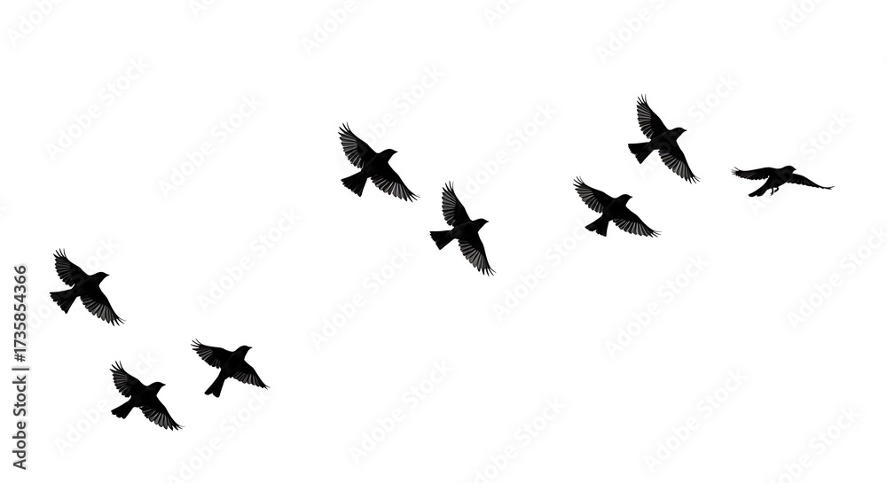 Fototapeta premium Flight Path of Shadows