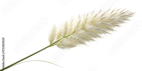 Pampas grass on a white background