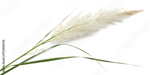 Pampas grass on a white background