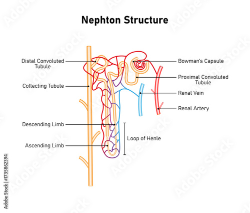 Nephron Structure Science Design. The Fundamental Filtering Unit of The Kidney. Vector Illustration.