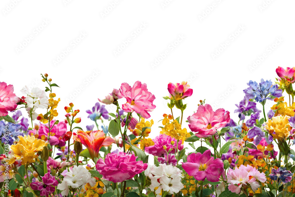 Fototapeta premium A vibrant, colorful flower border featuring various blooms in pink, yellow, white, and purple, set against a solid transparent background. background removed
