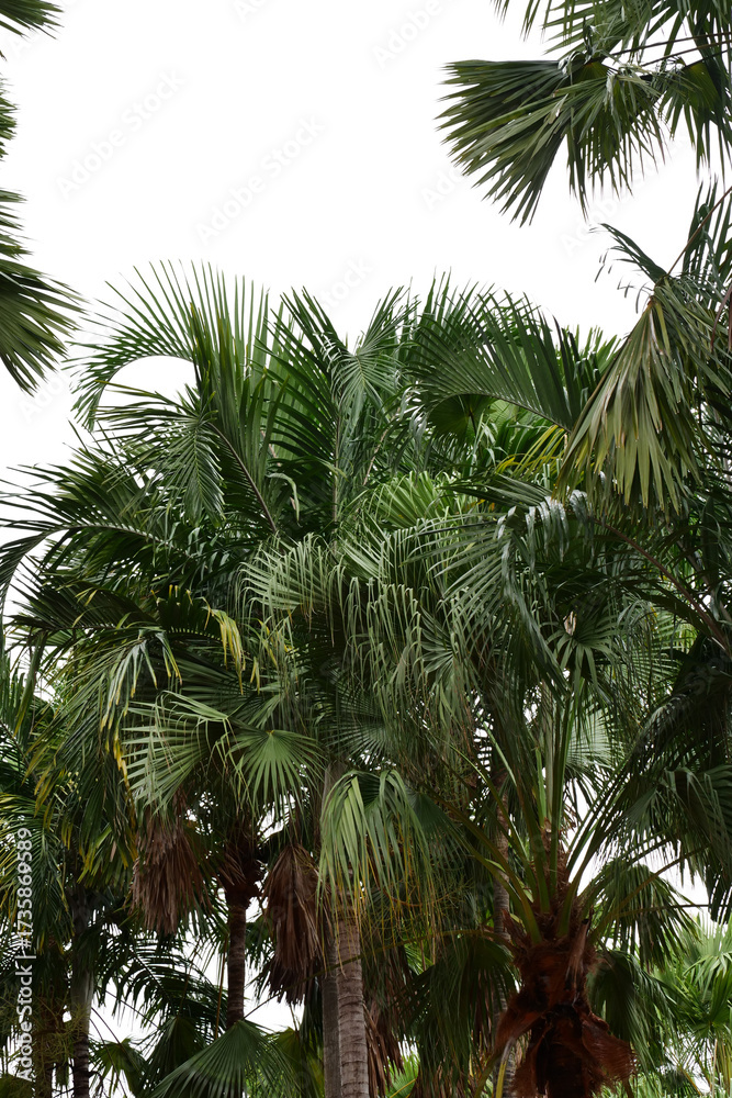 Fototapeta premium Lush green palm leaves against a white isolate background.