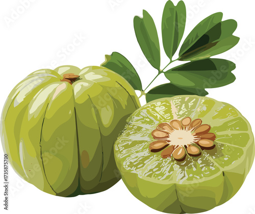 Garcinia Cambogia fruit vector, whole and cut view, green segmented pod, leafy branch, herbal supplement illustration, tropical nutrition concept design