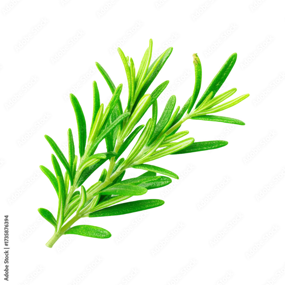 Fototapeta premium Fresh Rosemary Sprig Detailed Macro Studio Shot, Vibrant Green Herb, Culinary Ingredient, PNG set Transparent background