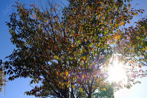 紅葉した葉と太陽 北海道の秋 / Fall Foliage and Sun Rays