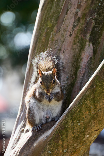 Squirrel sitting on a tree trunk at Jackson Square in the French Quarter of New Orleans, holding food in its paws.