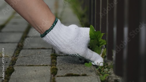 Hand in gardening glove is actively removing weeds from paving slabs, showcasing the progression of garden maintenance and care
