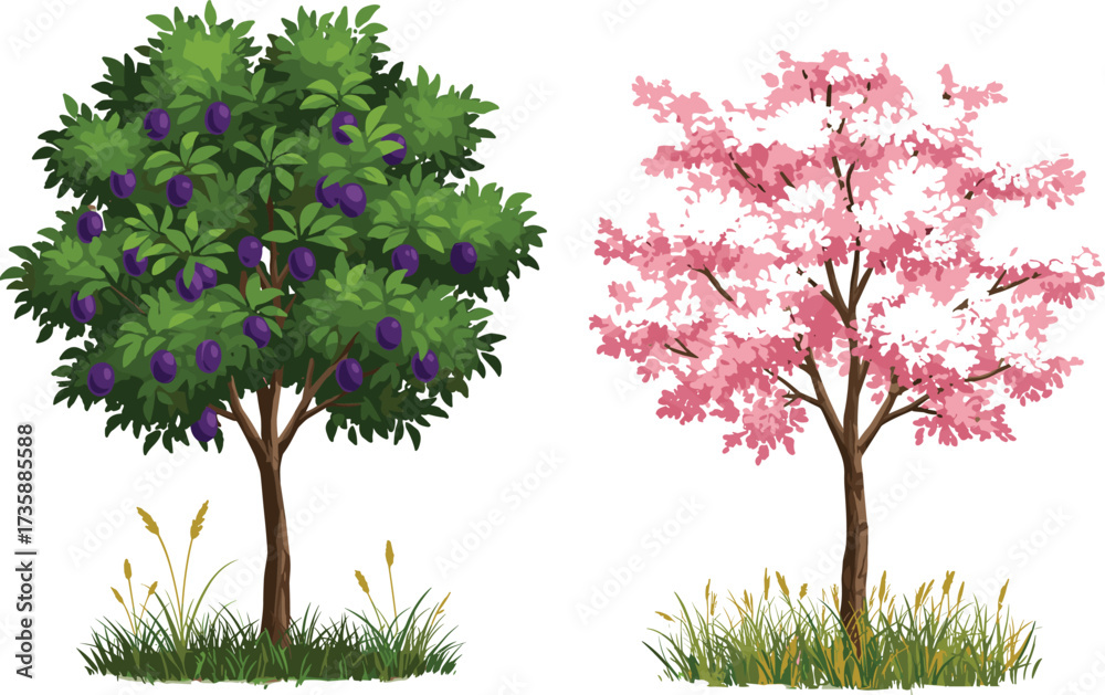 Fototapeta premium Fruit tree, cherry blossom tree, purple plums, pink flowers, seasonal foliage, nature contrast, grassy patch, botanical diversity, realistic illustration, isolated vegetation