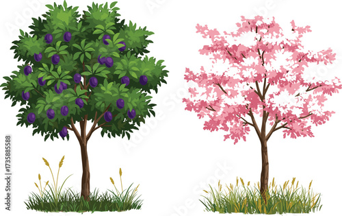 Fruit tree, cherry blossom tree, purple plums, pink flowers, seasonal foliage, nature contrast, grassy patch, botanical diversity, realistic illustration, isolated vegetation