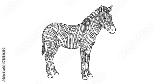 Zebra illustration with detailed patterns on white background  