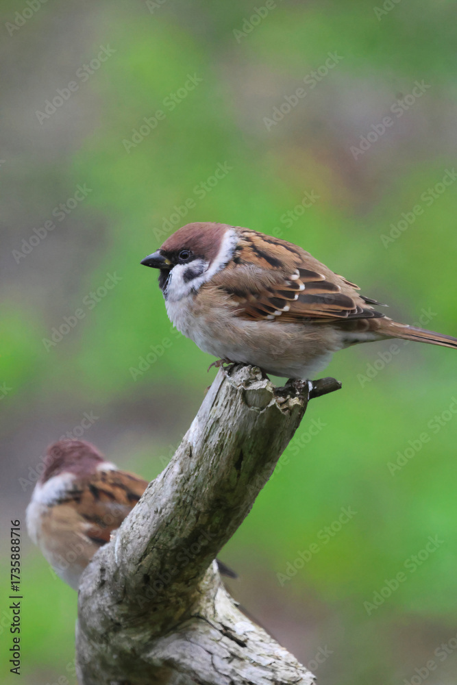 Fototapeta premium sparrow on a branch
