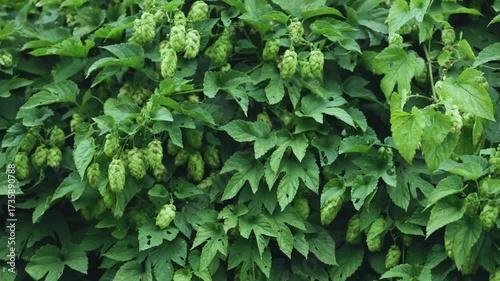 Agriculture Background - crop of fresh ripe hop.