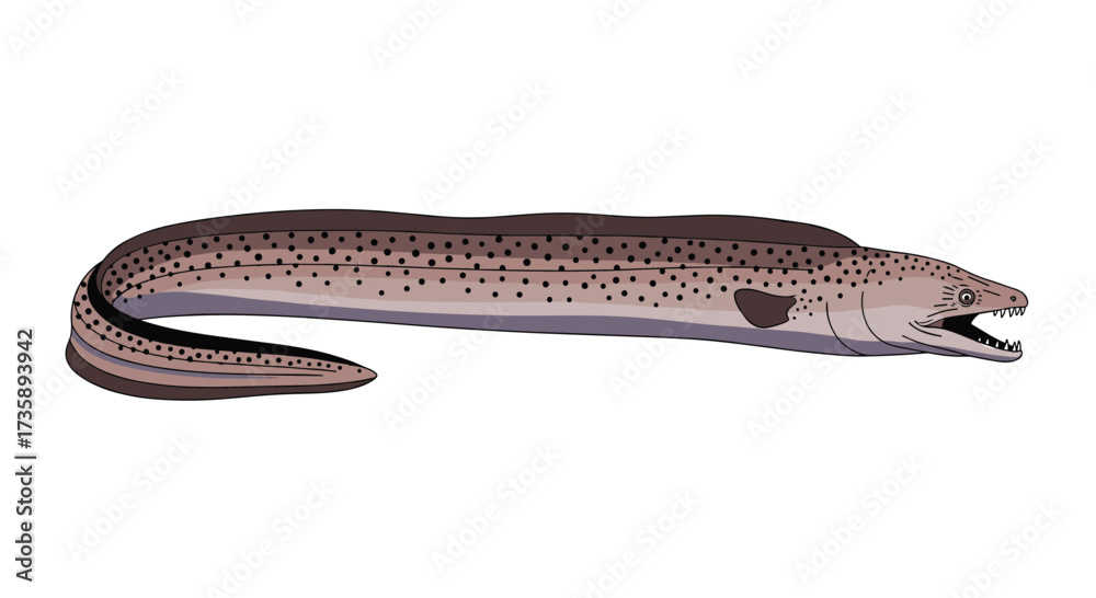 Naklejka premium The long and slender moray eel gracefully swims through the ocean.