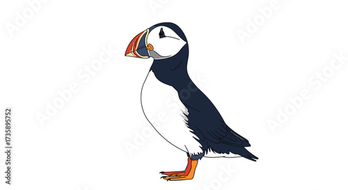 Atlantic puffin bird standing on a white background.