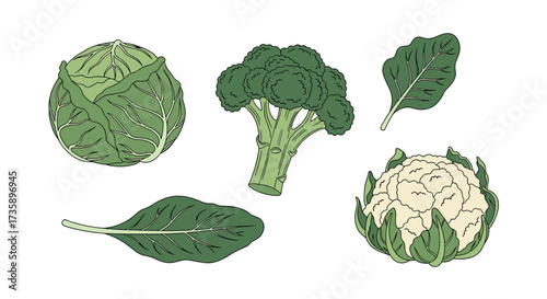 Assortment of healthy green and white cruciferous vegetables for cooking.